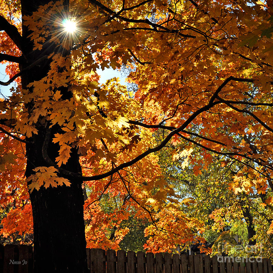 Autumn Morning Light Photograph by Nava Thompson