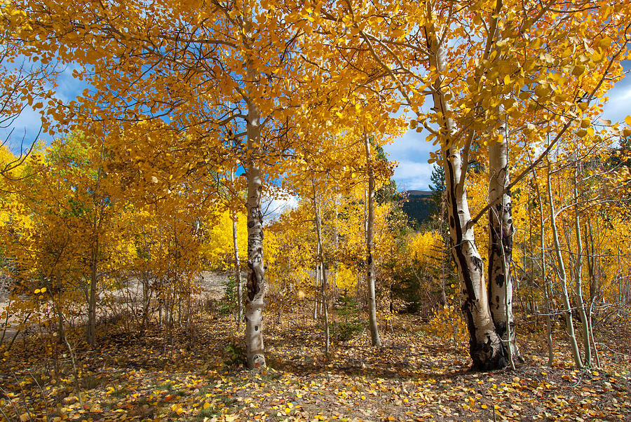 Autumn Mountain Aspen Photograph by Cascade Colors
