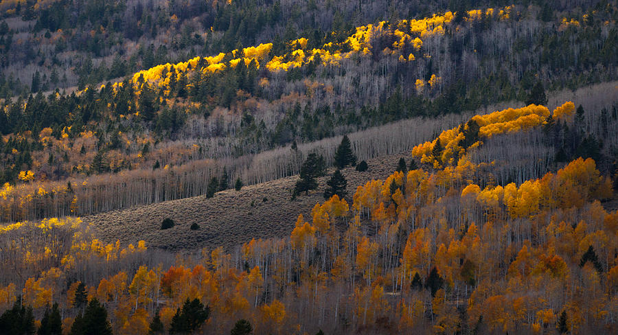 Aspen Photograph - Autumn Mountain by Southwindow Eugenia Rey-Guerra 