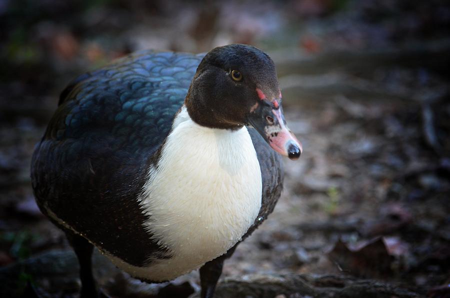 Autumn Muscovy II Photograph by Maria Urso