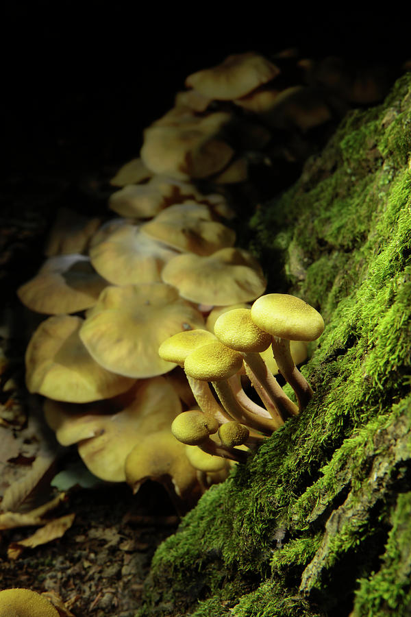 Autumn Mushrooms Photograph by Bertrand Demee