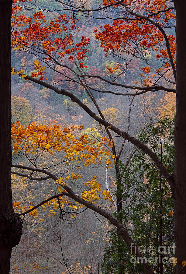 Autumn Naturally Framed Photograph by Barbara McMahon