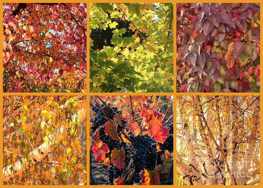 Autumn Nature Collage Photograph by Carol Groenen
