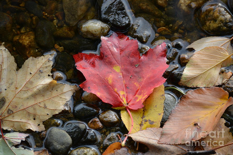 Autumn Nature Photograph by Tammie Miller