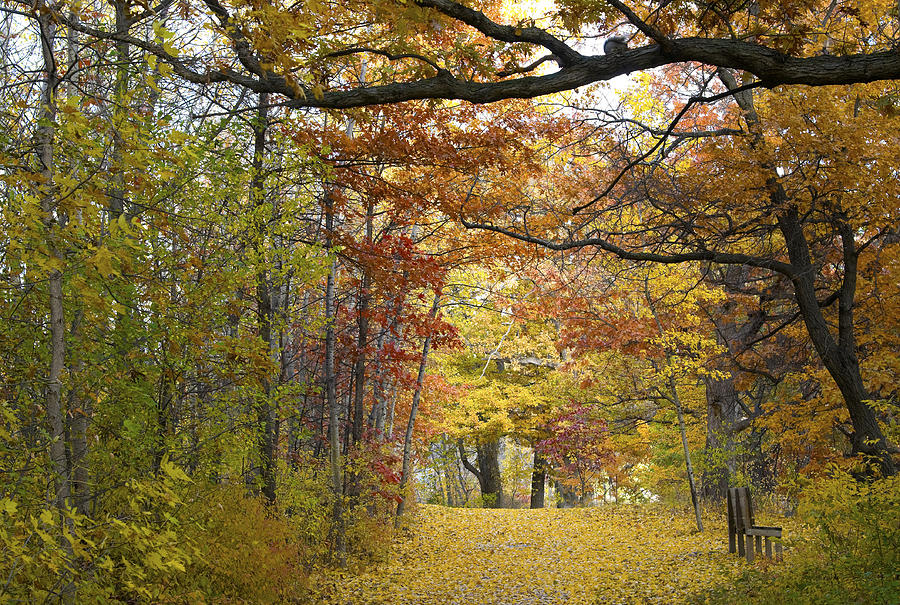 Autumn Nature Trail Photograph by Lynn Hansen