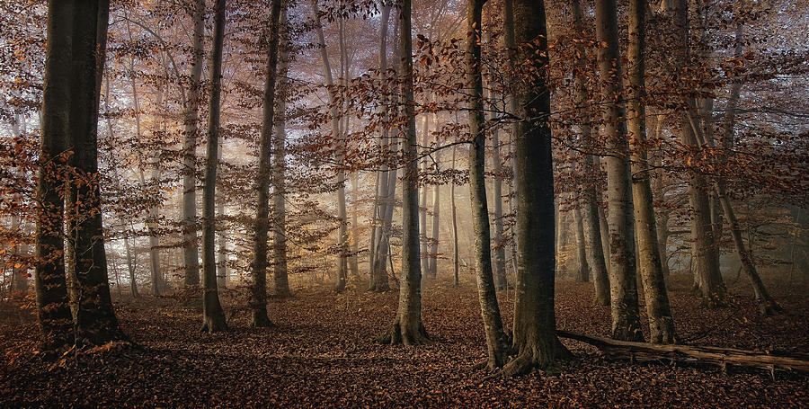 Autumn Photograph by Norbert Maier