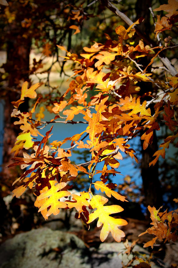 Autumn Oak at the Lake Photograph by Aaron Burrows