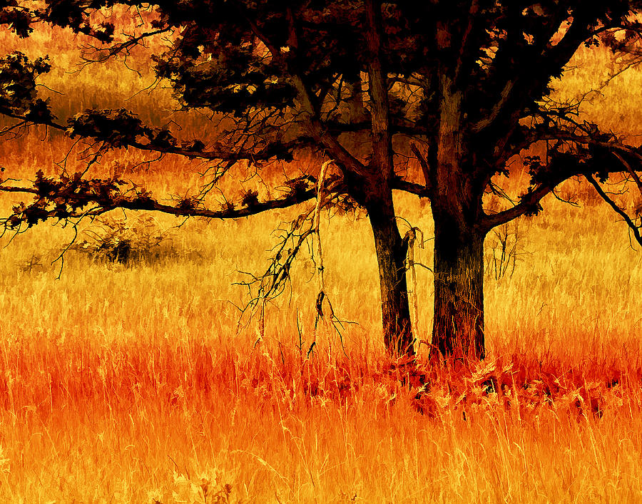 Autumn Oak Photograph by Bonnie Bruno