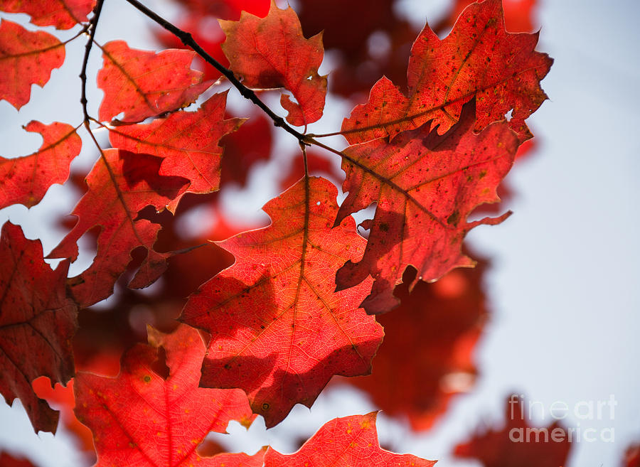 Autumn Oak Photograph by Cheryl Baxter
