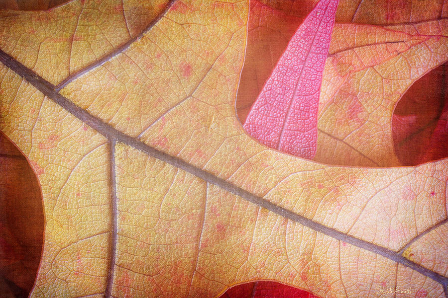 Up Movie Photograph - Autumn Oak  by Heidi Smith