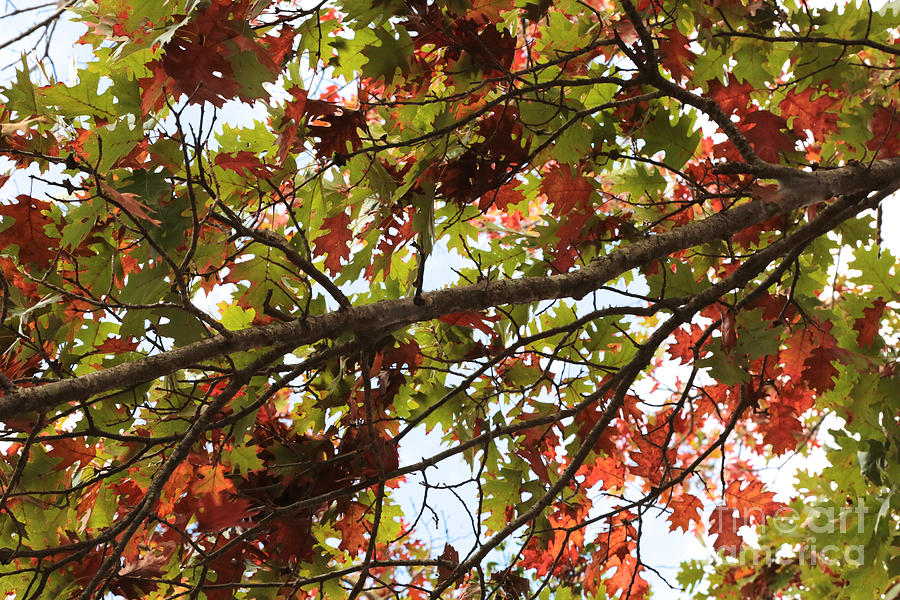 Autumn Oak Leaves Photograph by Carol Groenen