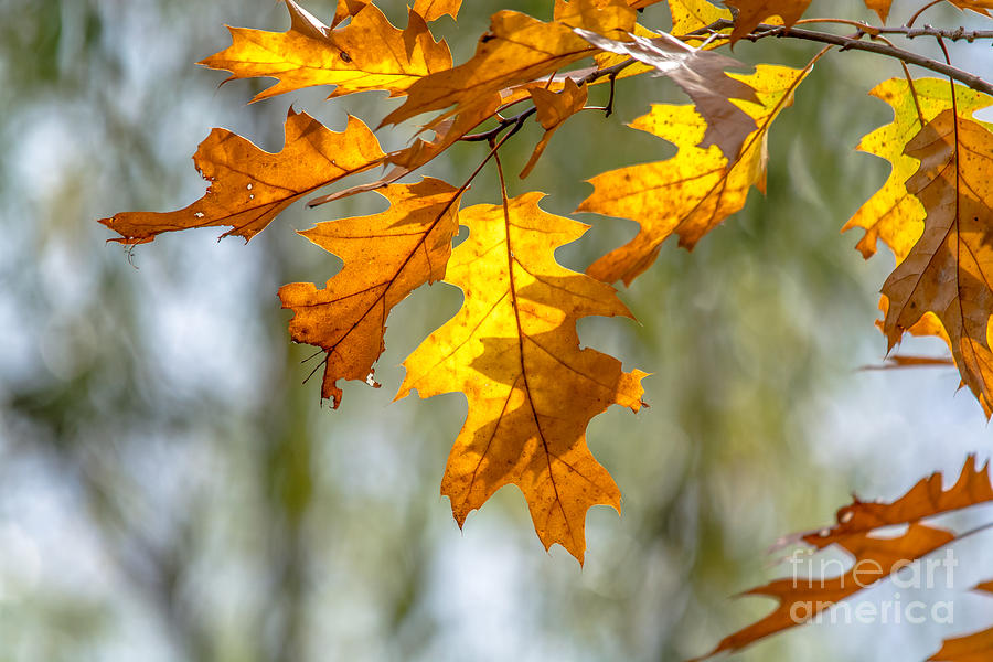 Autumn Oak Leaves  Photograph by Cheryl Baxter