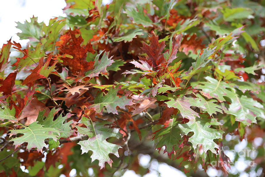 Autumn Oak Leaves Close Up Photograph by Carol Groenen