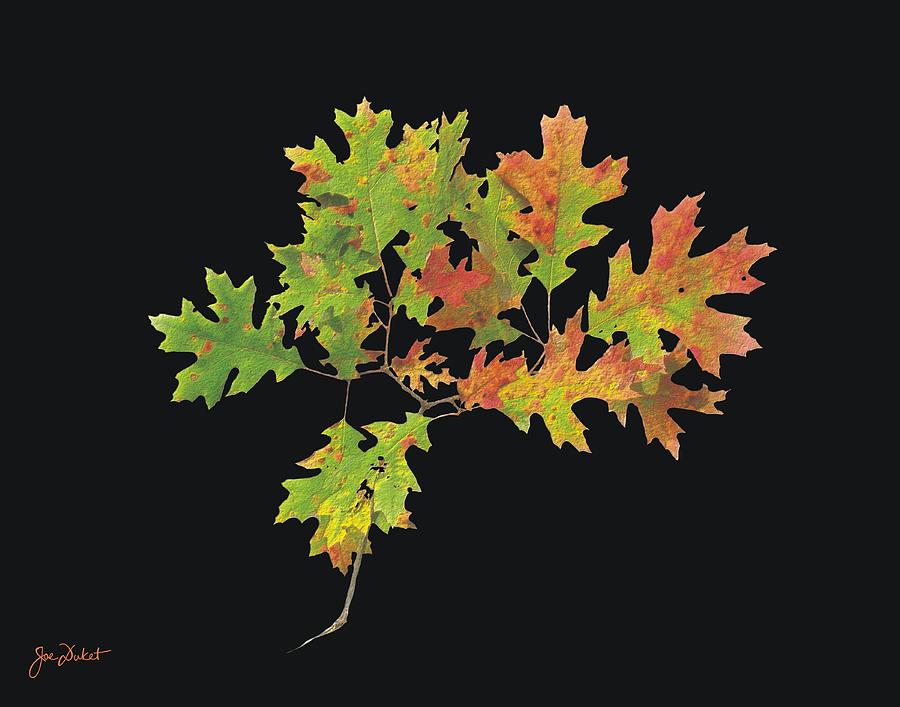 Autumn Oak Leaves Photograph by Joe Duket