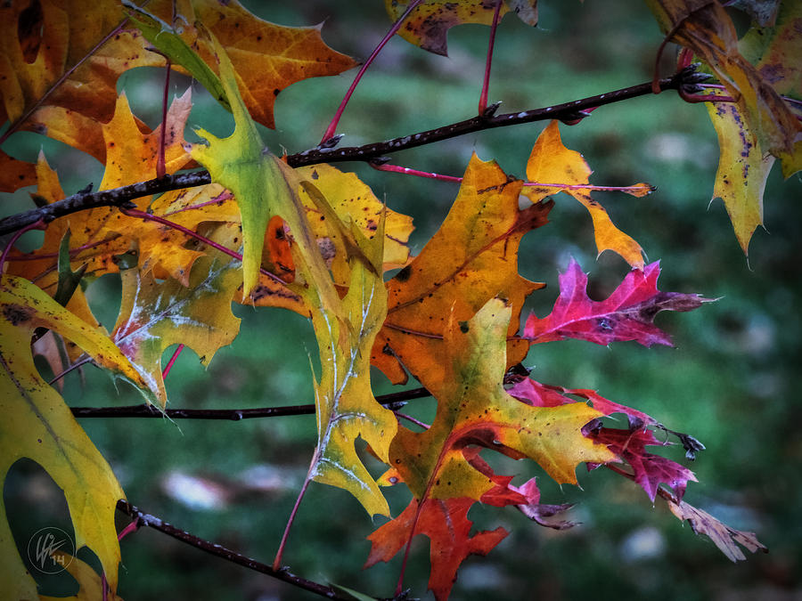 Autumn Oak Leaves Macro 001 Photograph by Lance Vaughn