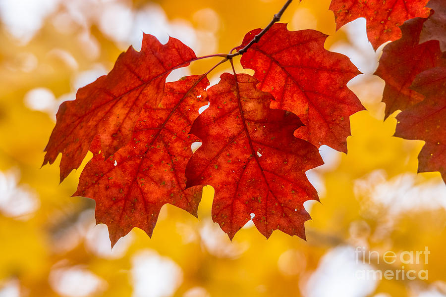 Autumn Oak Perfection Photograph by Cheryl Baxter