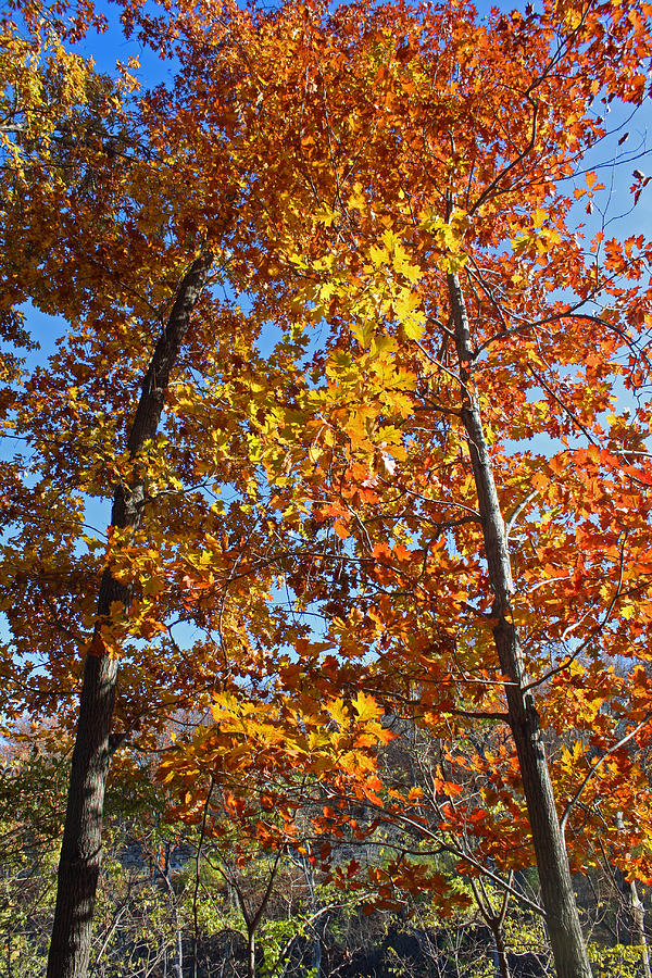 Autumn Oak Twins Photograph by Ellen Tully