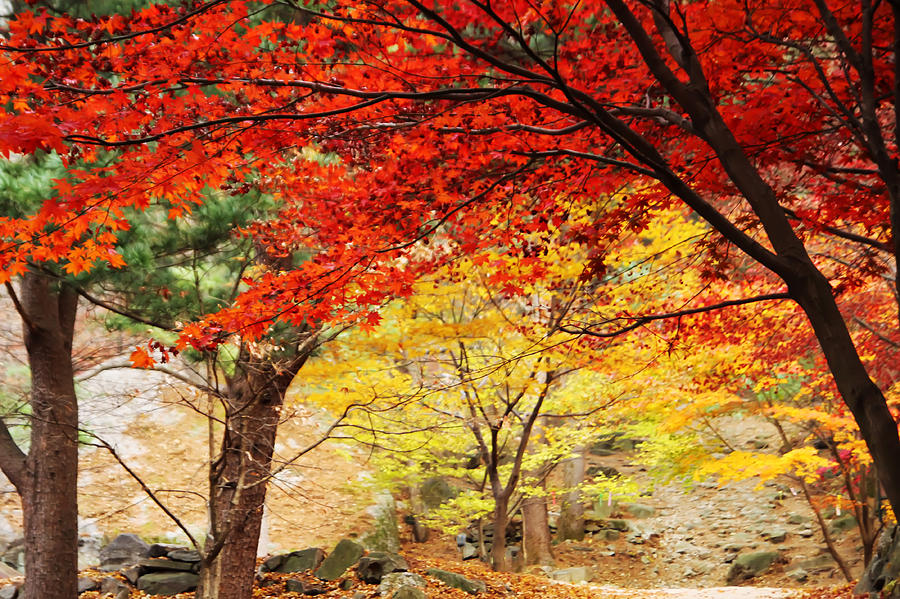 Landscape Photograph - Autumn of Chungnyeongsan by Phoresto Kim Landscape Photograph - Autumn of Chungnyeongsan by Phoresto Kim