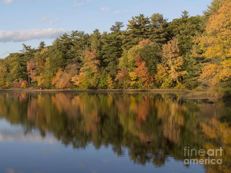 Autumn on Hawkins Pond Photograph by Lili Feinstein