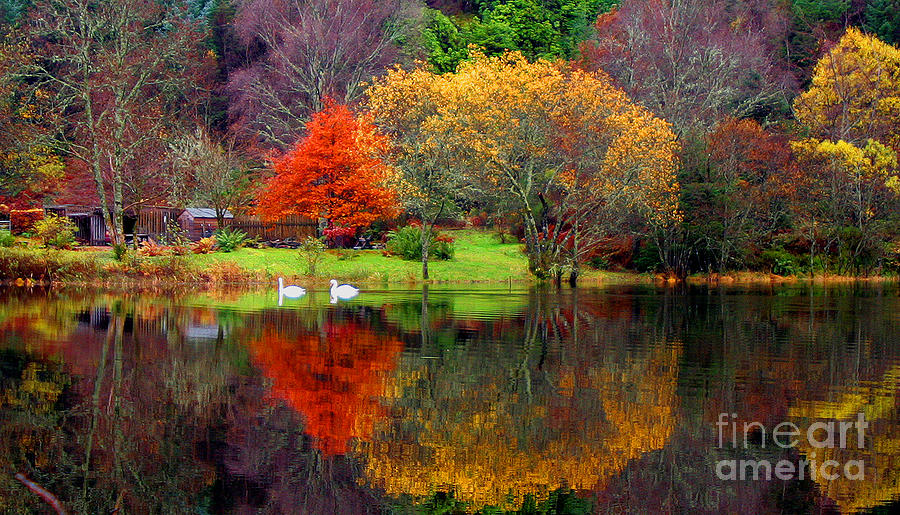 Tree Photograph - Autumn on Loch Ard by David Cairns