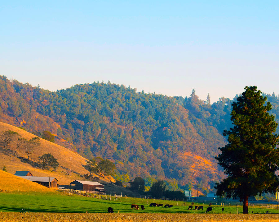 Autumn On Oregon Cow Farm Photograph