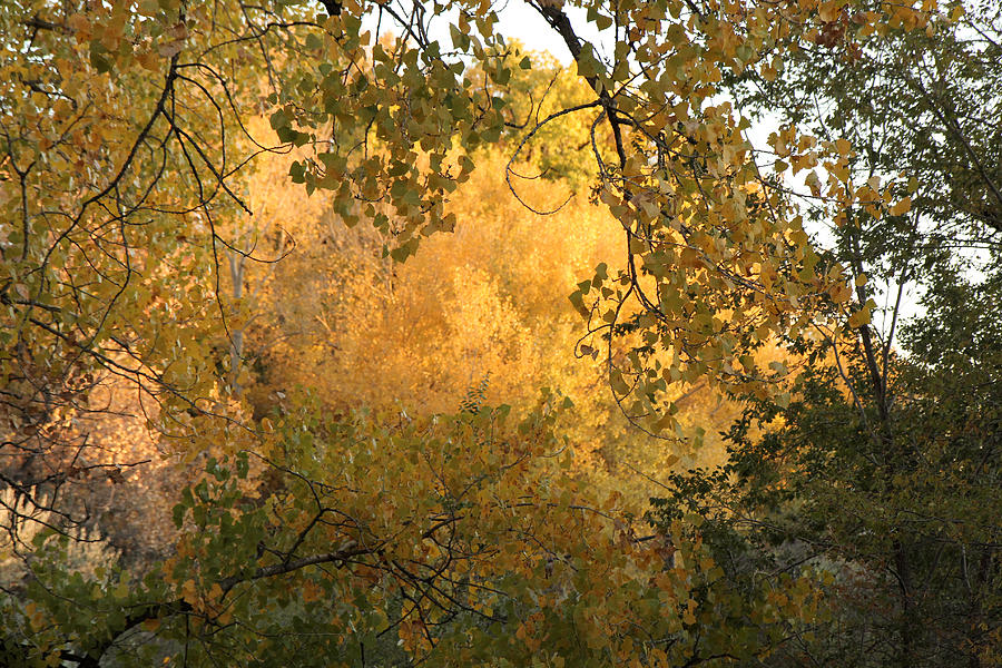 Autumn on the Bosque Photograph by Noa Mohlabane
