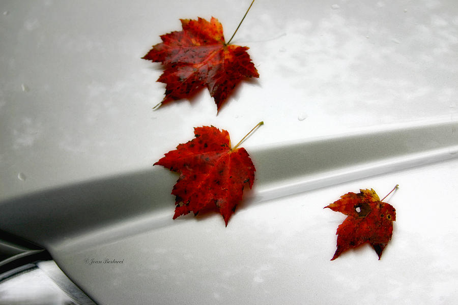 Autumn on the Car Photograph by Joan Bertucci