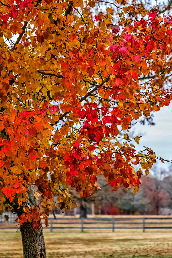 Autumn on the Farm Photograph by CarolLMiller Photography