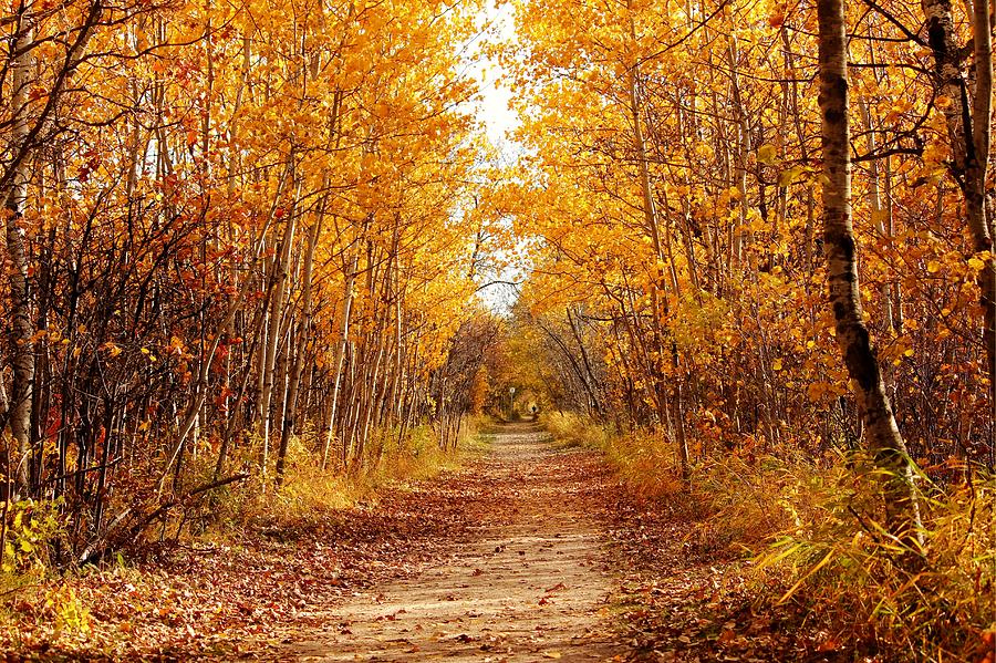 Autumn on the Harte Trail Photograph by Larry Trupp