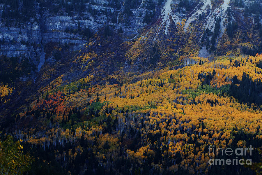 Autumn on the Mountain Photograph by Timpanogos Photography