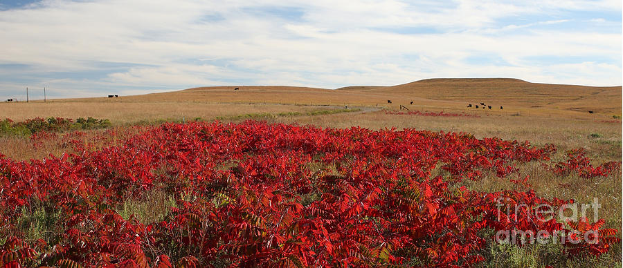 Autumn On The Prairie Photograph by Betty Morgan