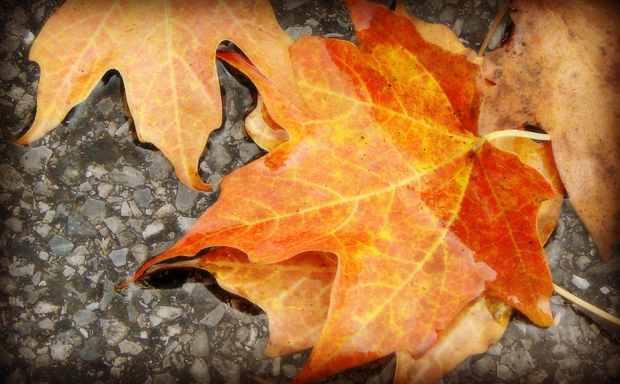 Autumn Orange Photograph by Dark Whimsy
