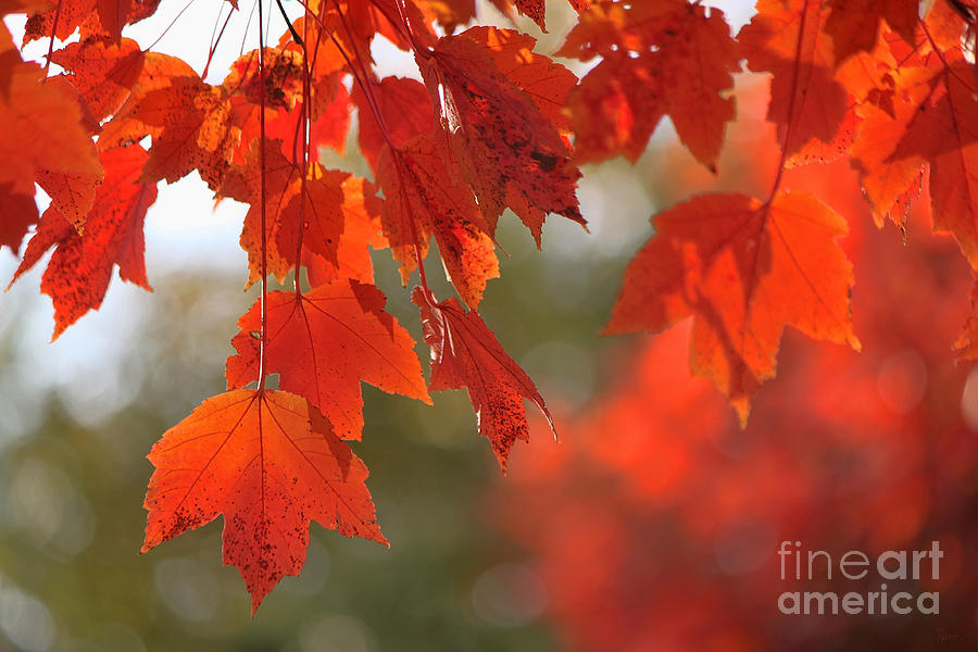 Autumn Orange Photograph by Jeff Breiman