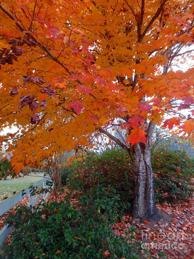 Fall Photograph - Autumn Orange  by Lisa Jones
