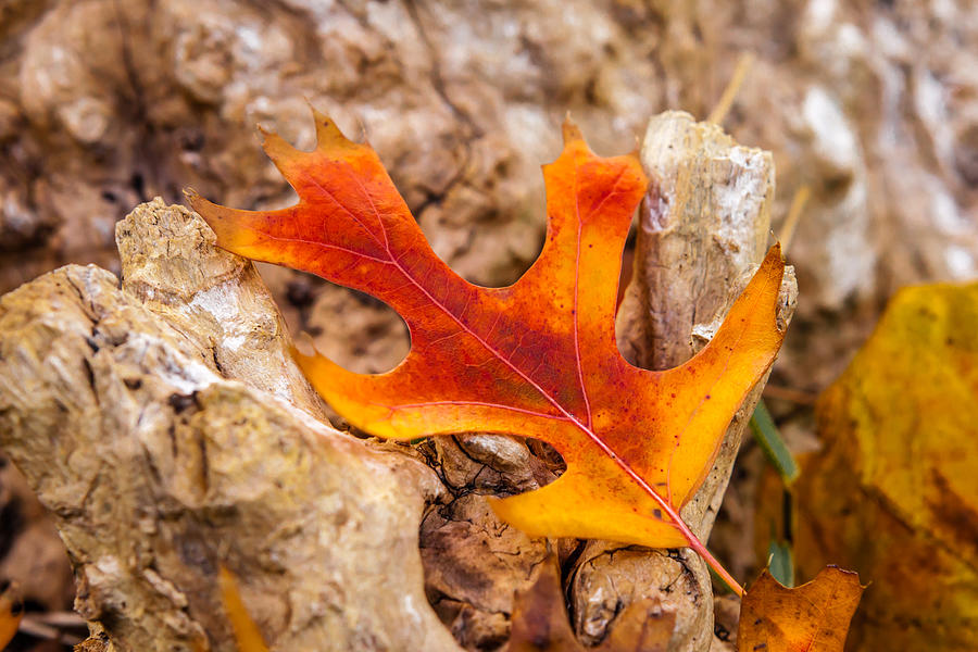 Autumn Orange Photograph by Melinda Ledsome