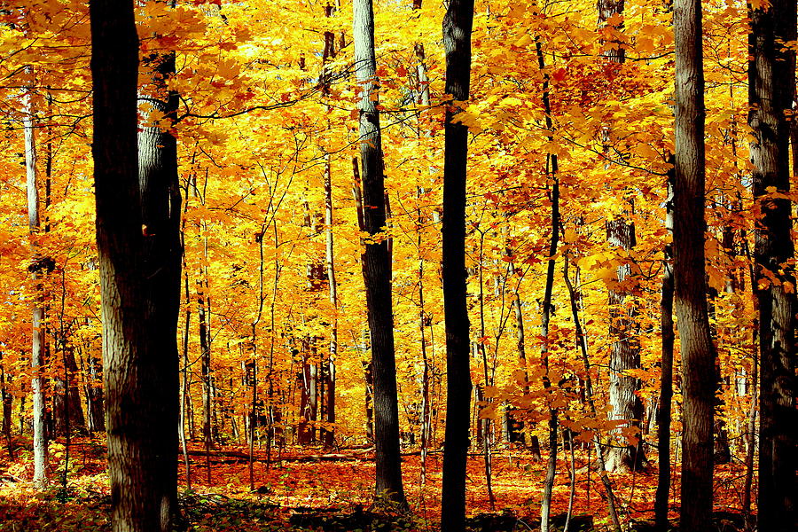 Tree Photograph - Autumn Orange by Rosanne Jordan