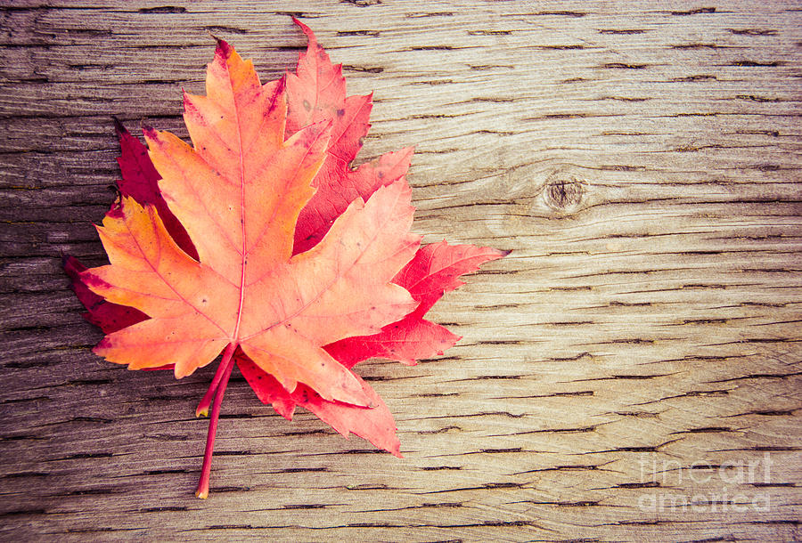 Autumn Pair Photograph by Cheryl Baxter