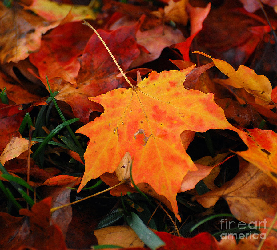Autumn Palette  Photograph by Kerri Farley