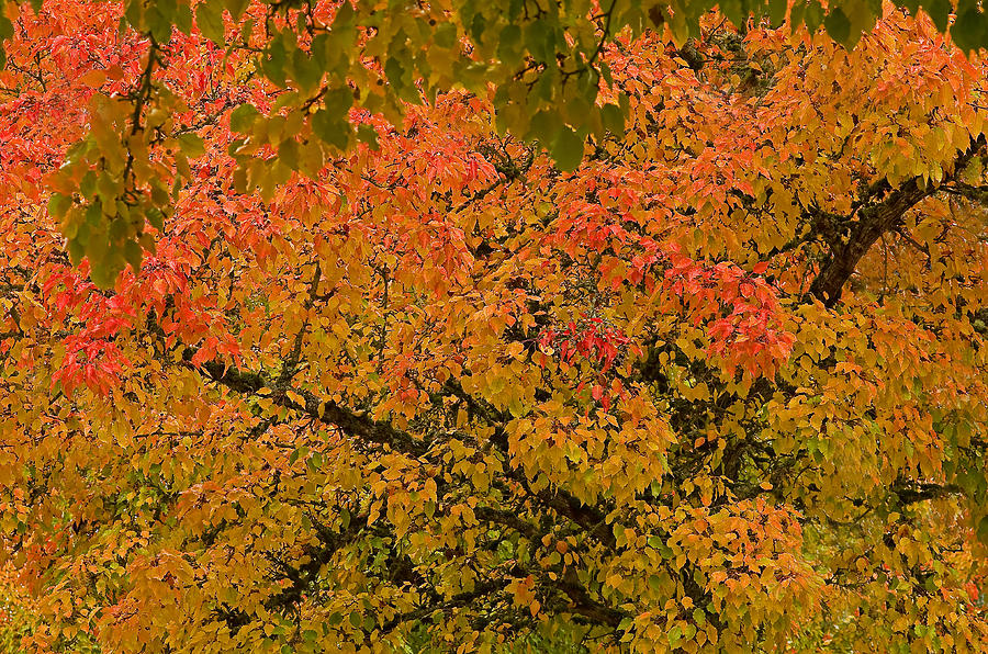 Fall Photograph - Autumn Palette by Nick Boren