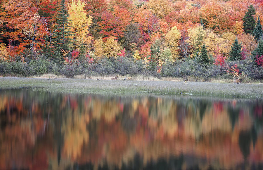 Autumn Palette Photograph by Tom Singleton