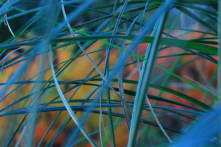 Abstract Photograph - Autumn Pampas grass by Rebeka Dove