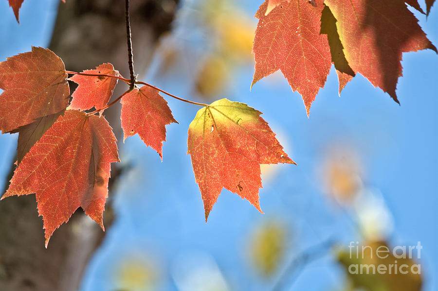 Autumn Pastels Photograph by Cheryl Baxter