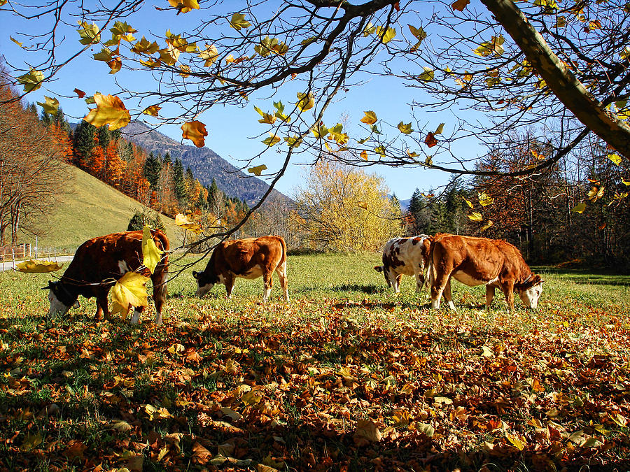 Autumn Pastoral Scene in the Austrian Mountains Photograph by Menega Sabidussi