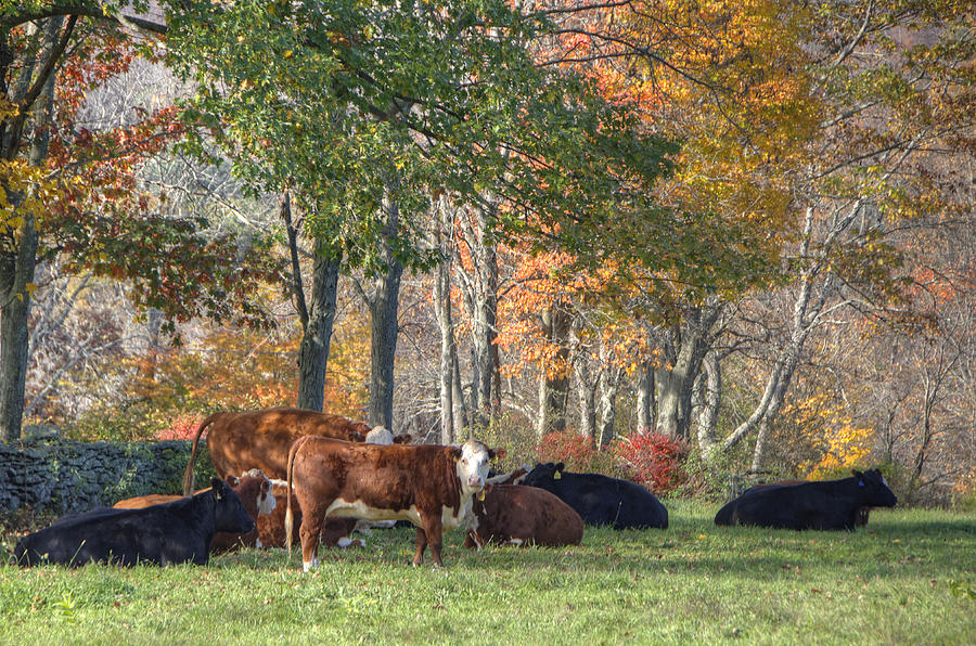 Autumn Pasture Photograph by Donna Doherty