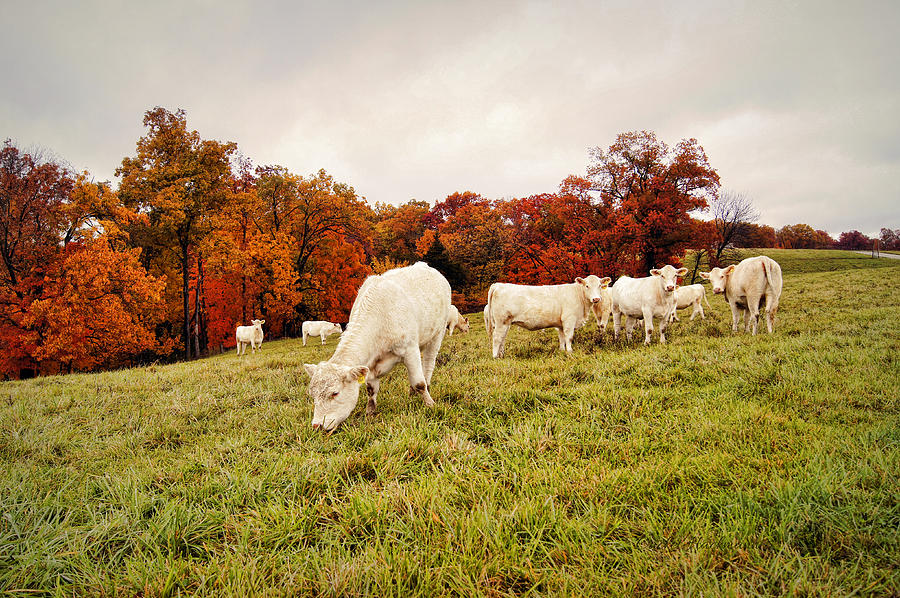Autumn Pastures Photograph by Cricket Hackmann