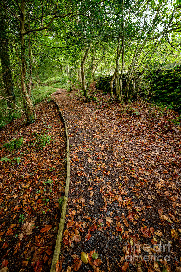 Autumn Path Photograph by Adrian Evans