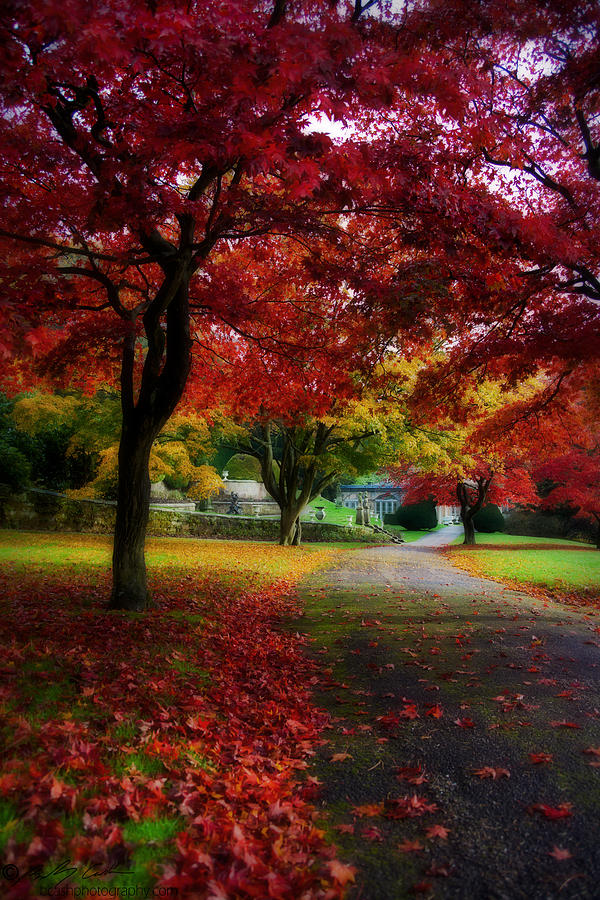Autumn Path Photograph by B Cash