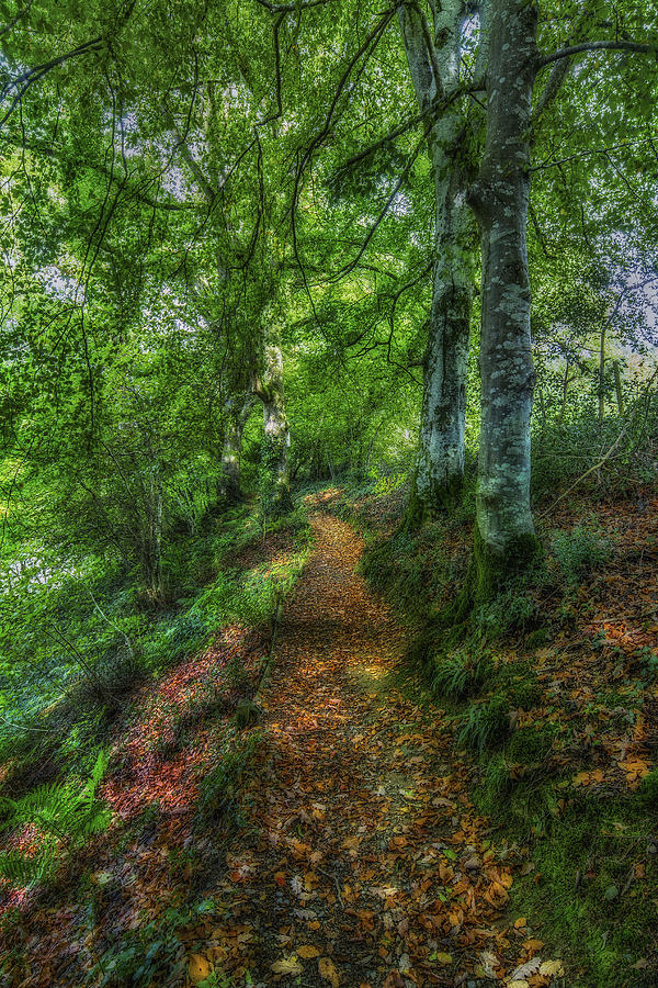 Autumn Path Photograph by Ian Mitchell