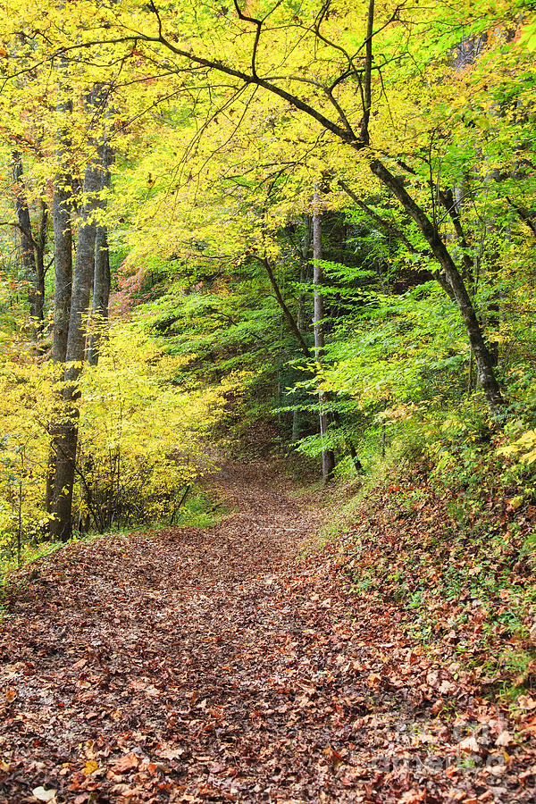 Autumn Path In The Woods Photograph