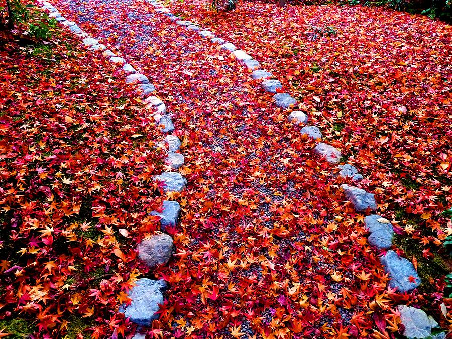 Autumn Path Photograph by Julia Ivanovna Willhite